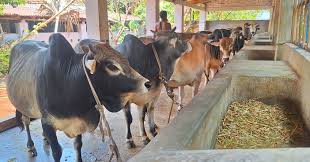 ভোলায় কোরবানির জন্য প্রস্তুত ১ লাখ ২ হাজার ৭ শ' ৬৯ টি গরু